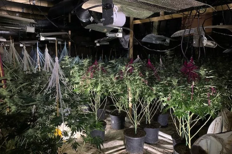 Four arrested over industrial unit cannabis grow